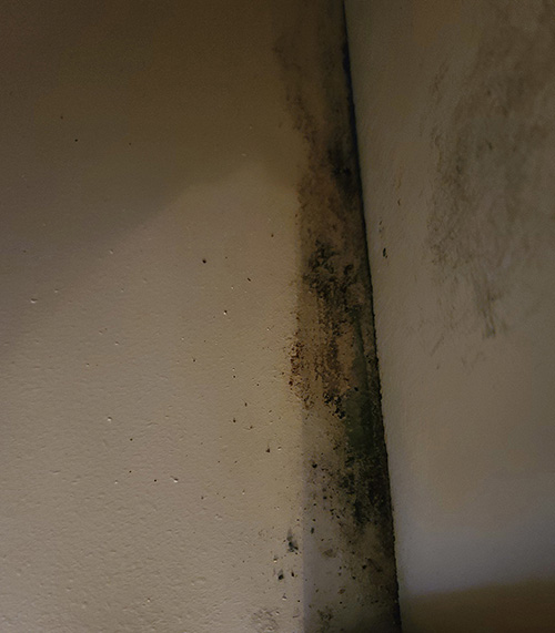 kitchen cabinet mold500x571