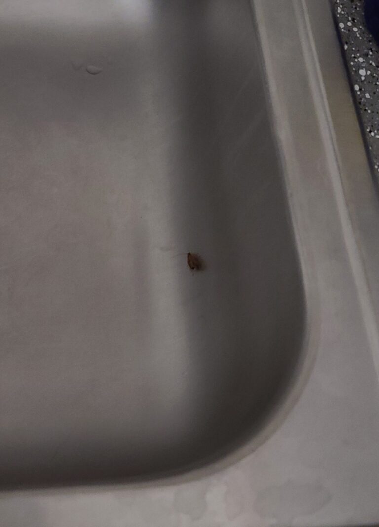 roach in clean kitchen sink 768x1067
