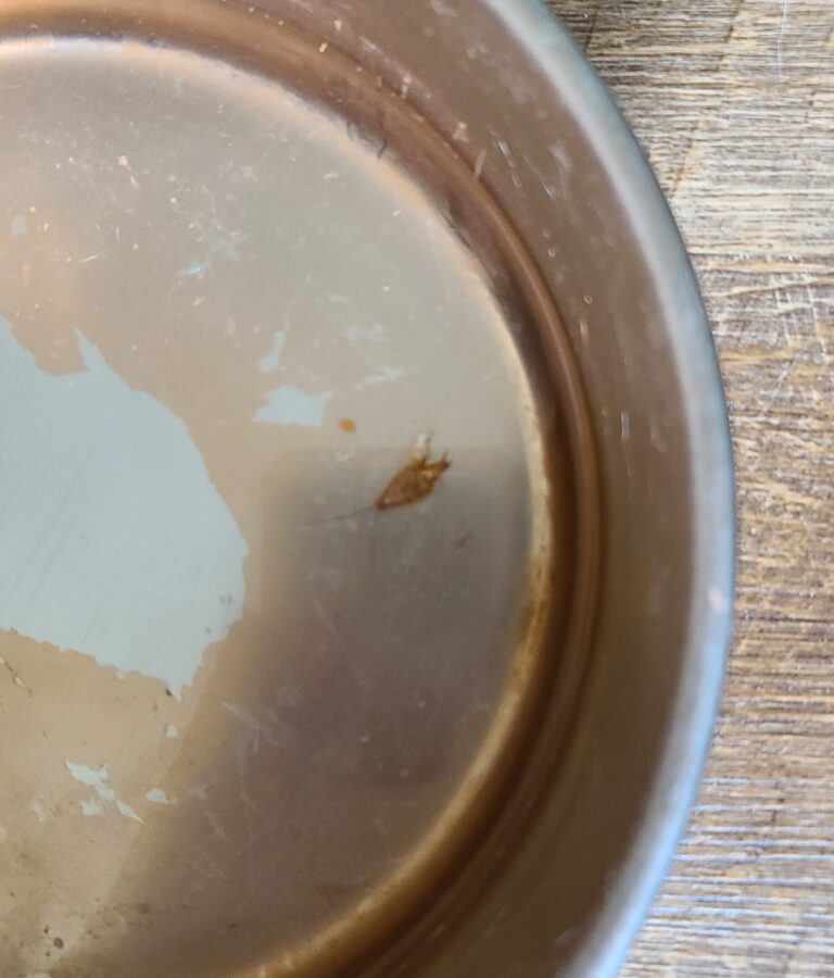 roach in water bowl 768x900