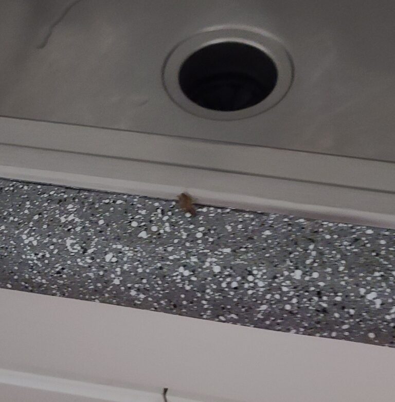 roach next to clean kitchen sink 768x782