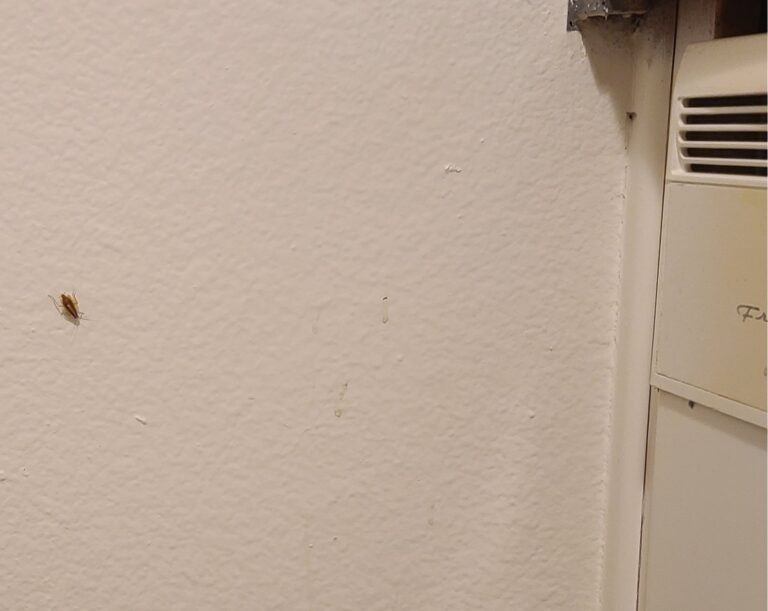 roach next to dishwasher 768x611
