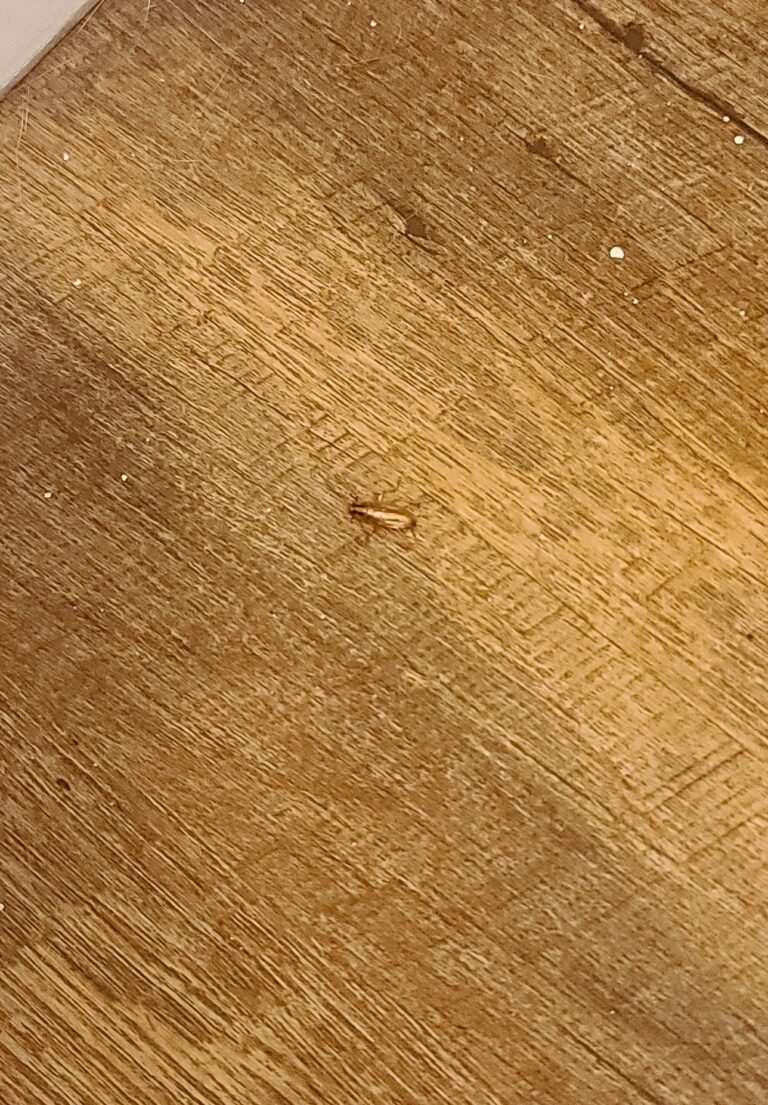 roach on bathroom floor 768x1105
