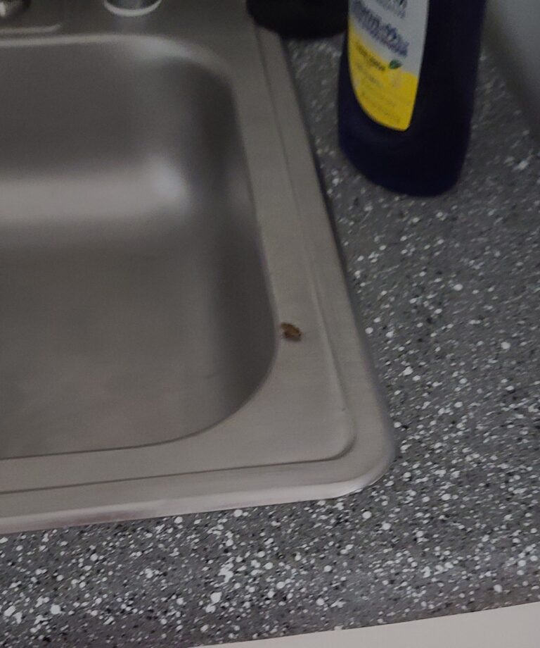 roach on clean kitchen sink 768x920