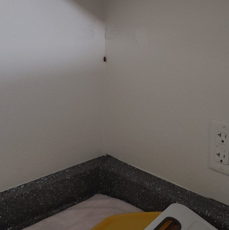 roach over clean dishes 768x772